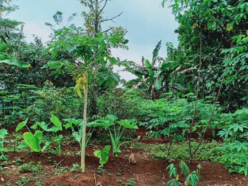 kebun durian utara pasar mojogedang karanganyar