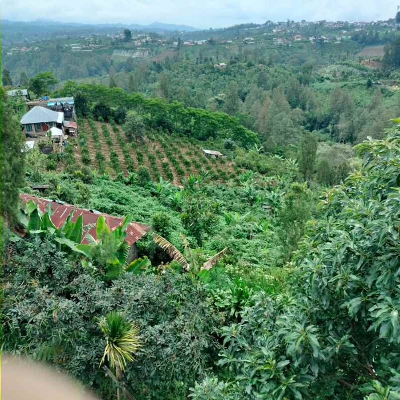 kebun jeruk di desa daup kintamani bali