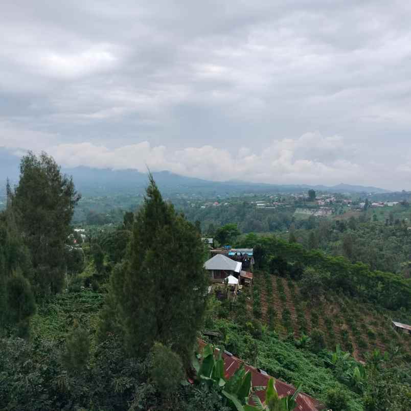 kebun jeruk di desa daup kintamani bali