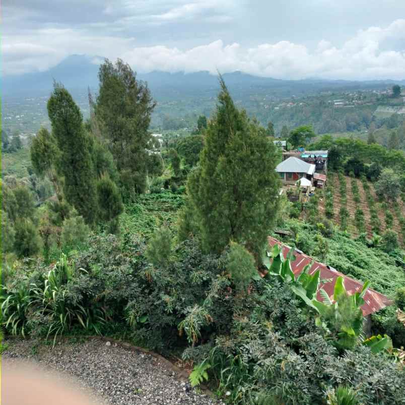 kebun jeruk di desa daup kintamani bali