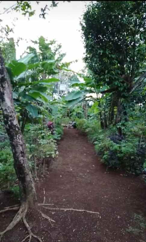 rumah kebun 600 jt di caringin kabupaten bogor