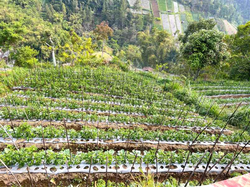 tanah 600m kemuning ngargoyoso karanganyar