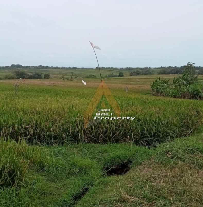tanah 900m2 dekat pantai dan view sawah di kelating