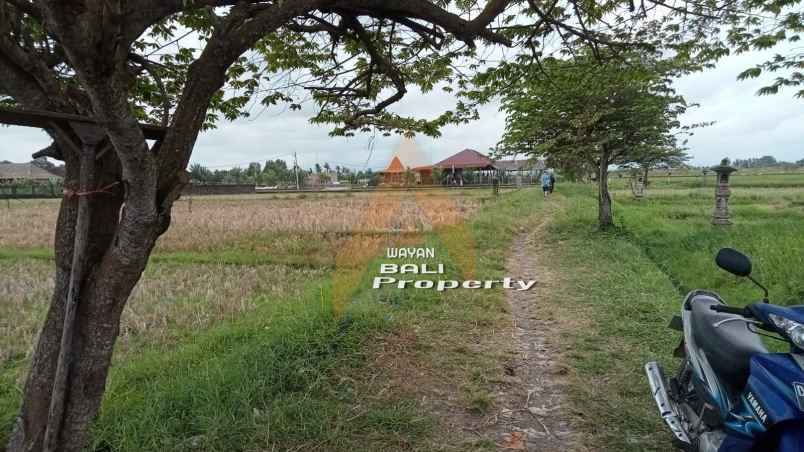 tanah 900m2 dekat pantai dan view sawah di kelating