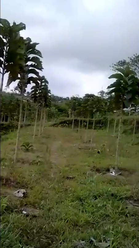 tanah batunya baturiti bedugul