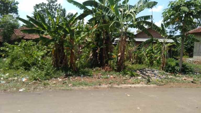 tanah beber cirebon jabar