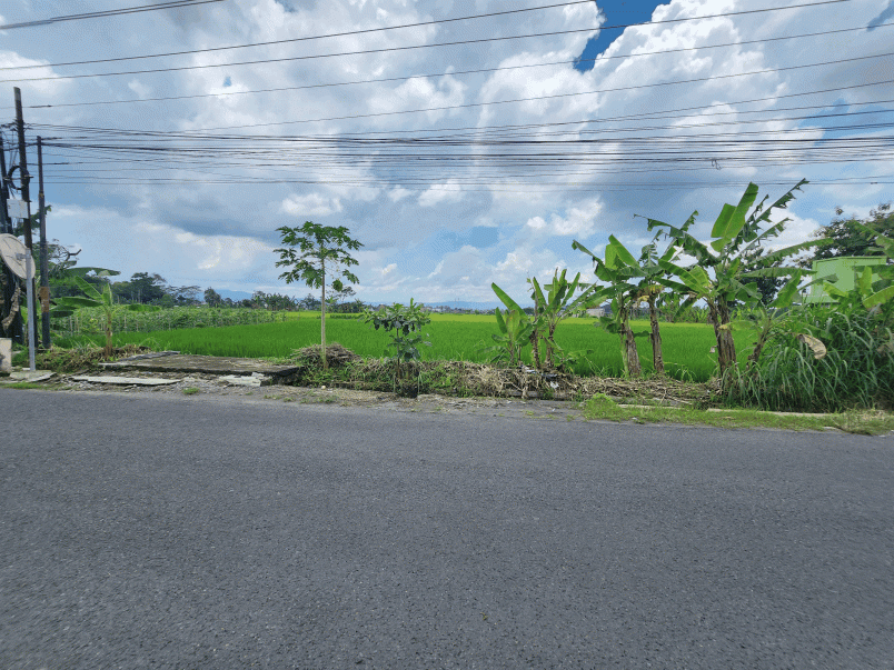 tanah jogja tepi jalan raya sambiroto shm pekarangan