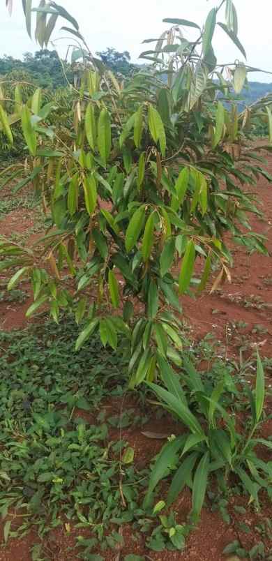 tanah kavling murah jalancagak subang