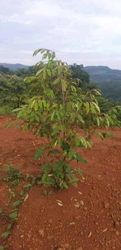 tanah kavling murah jalancagak subang