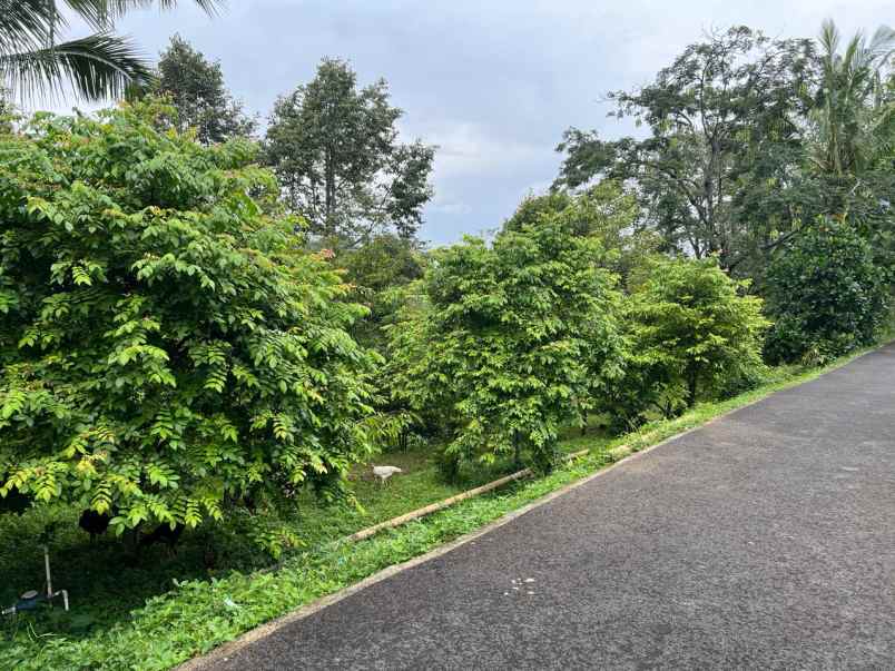 tanah kebun durian 1609m ngargoyoso karanganyar