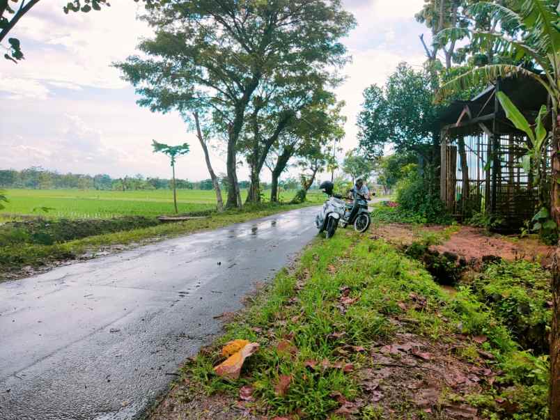 tanah kedawung sragen