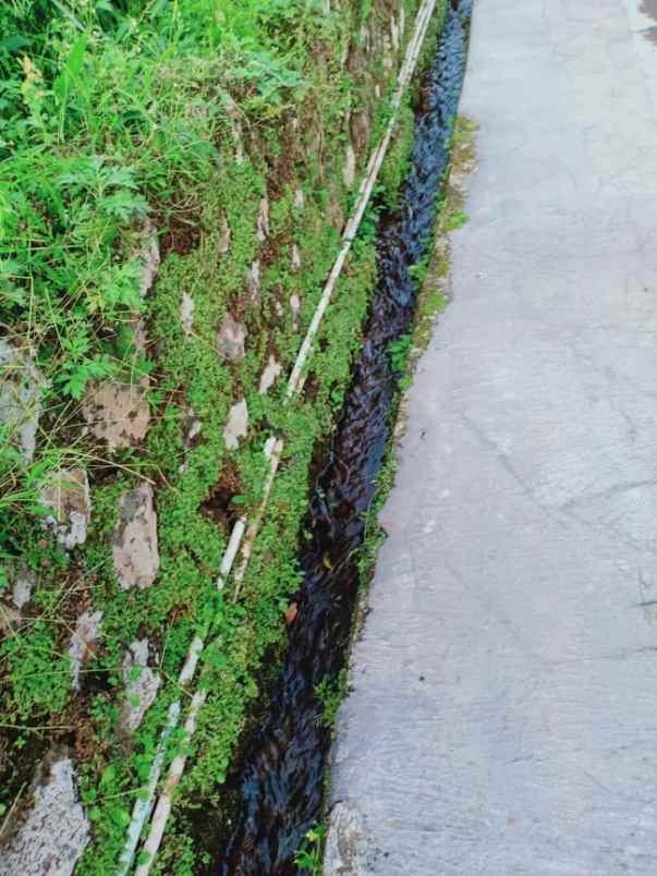 tanah kemuning ngargoyoso