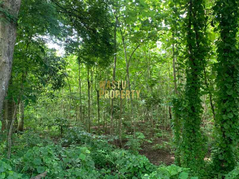 tanah luas murah hanya 5 menit dari puskesmas pajangan