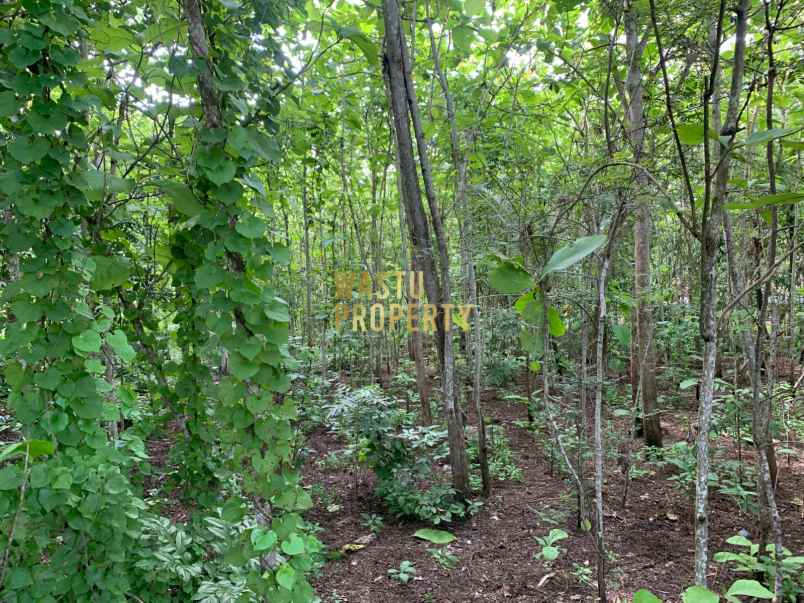 tanah luas murah hanya 5 menit dari puskesmas pajangan