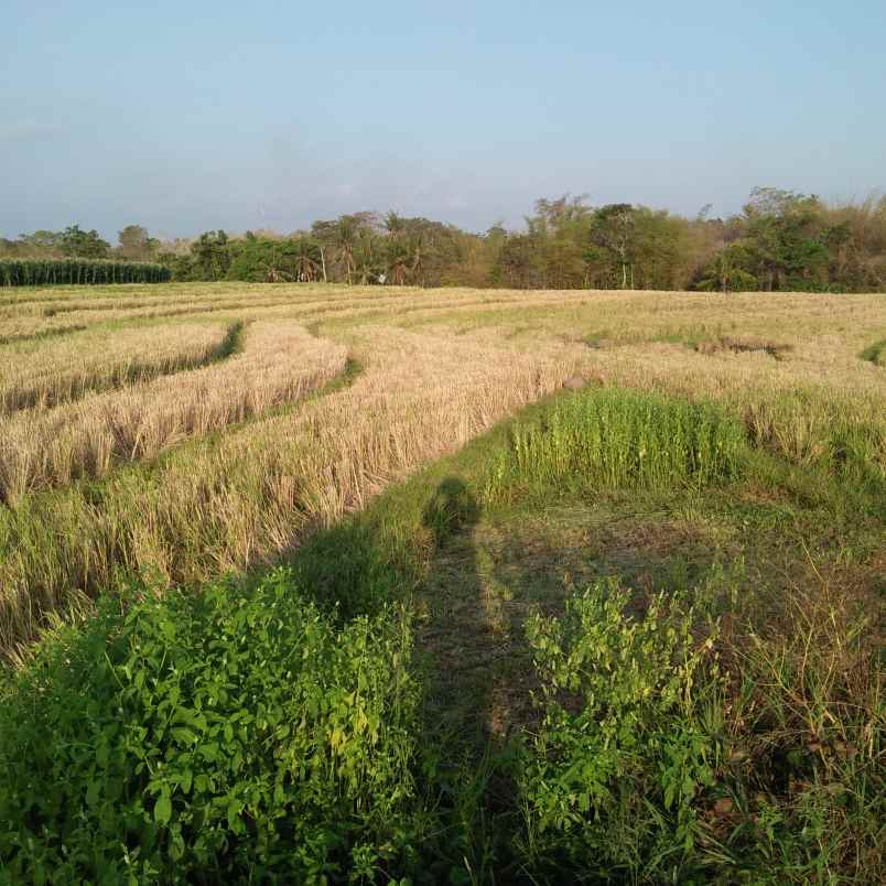 tanah pantai bebali selemadeg