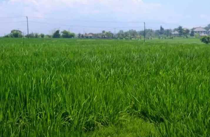 tanah pantai klecung