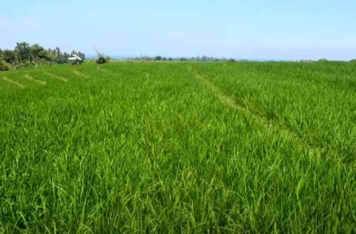 tanah pantai klecung