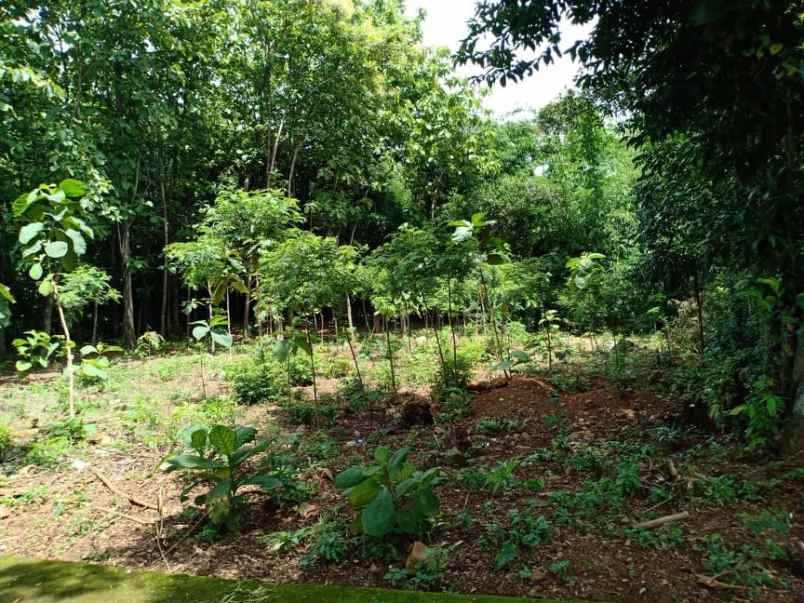 tanah tasikmadu karanganyar telp