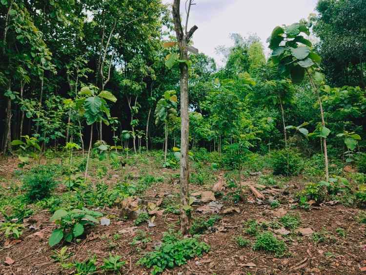 tanah tasikmadu karanganyar telp