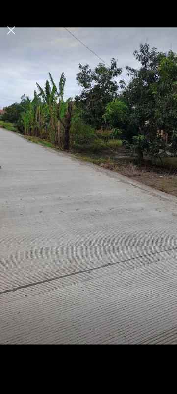 tanah tengahtani cirebon jabar