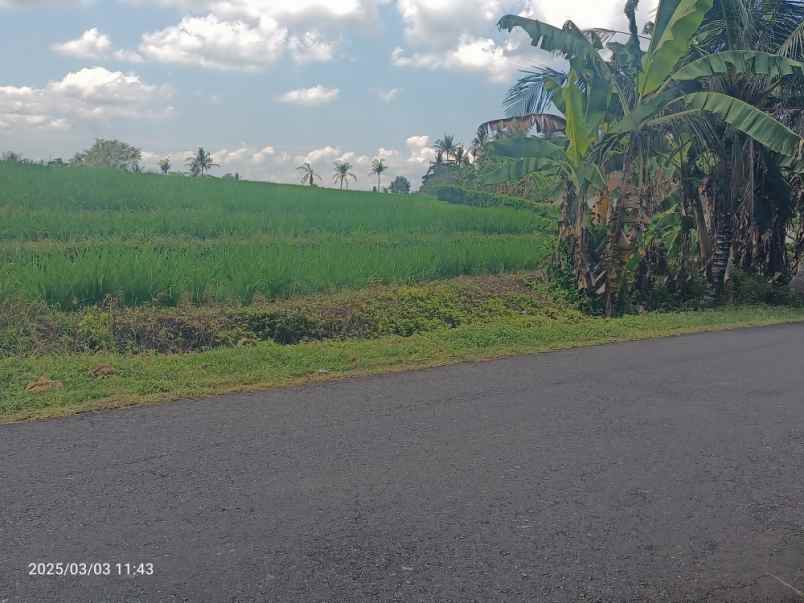 tanah view sawah hanya 6 menit dari ubud center bali