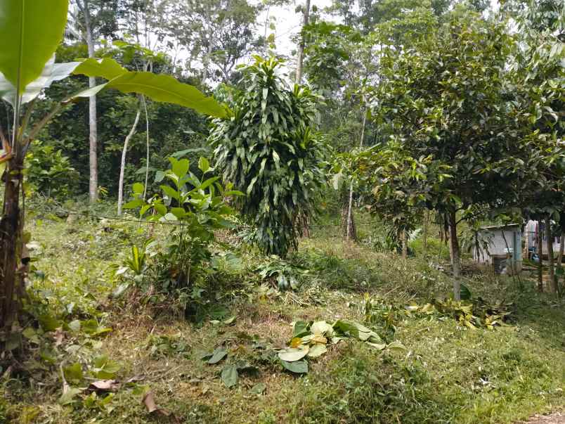 dijual cepat tanah murah