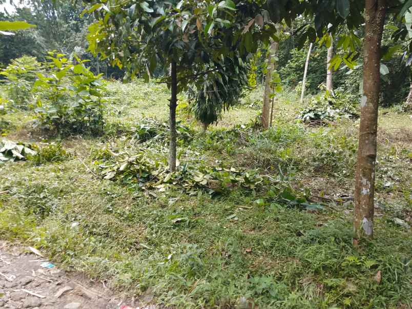 dijual cepat tanah murah