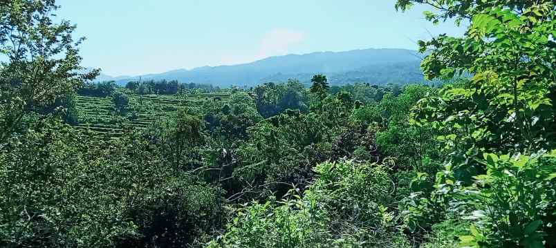 dijual tanah daerah lovina sentral