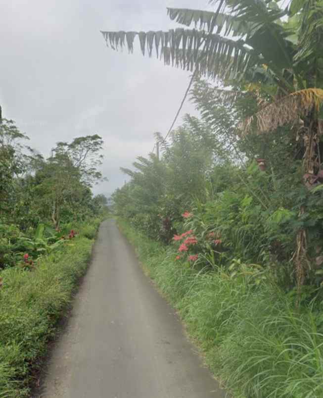 dijual tanah desa antapan kec baturiti