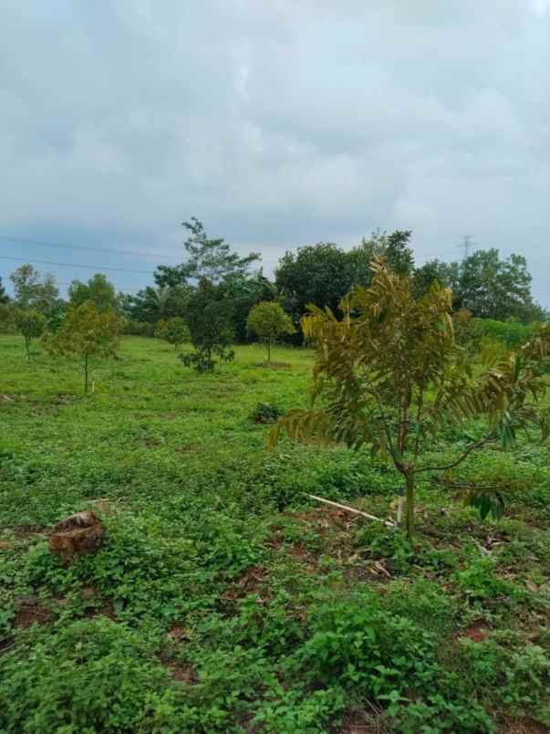 dijual tanah desa cijunti campaka