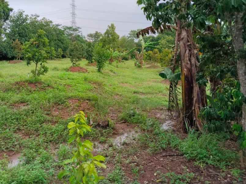 dijual tanah desa cijunti campaka