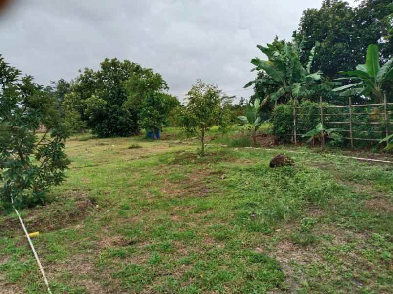 dijual tanah desa cijunti campaka