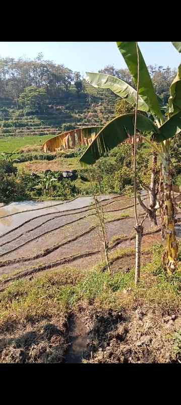 dijual tanah dijual tanah di dusun