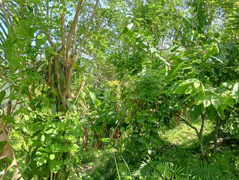 dijual tanah ds lumbung kec selemadeg