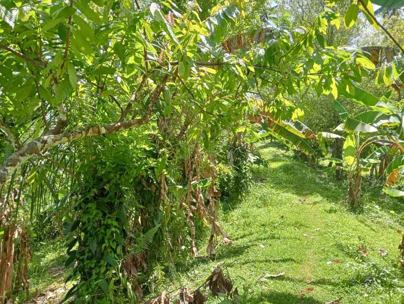 dijual tanah ds lumbung kec selemadeg