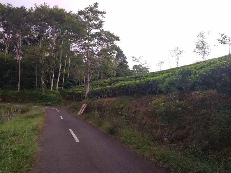 dijual tanah kebun murah dan strategis