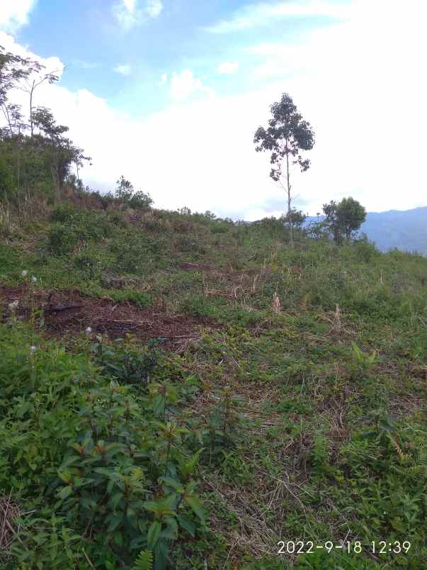 dijual tanah kebun murah dan strategis