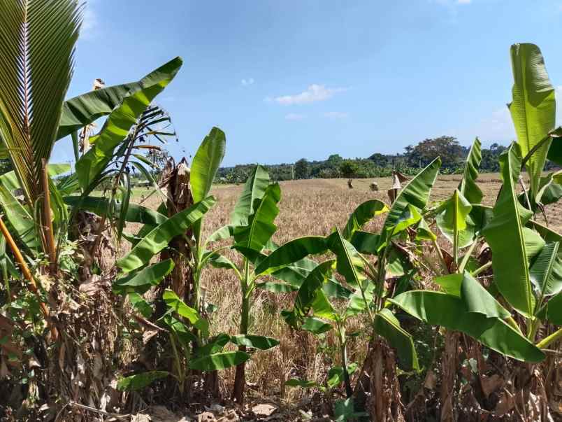 dijual tanah kelating tabanan bali