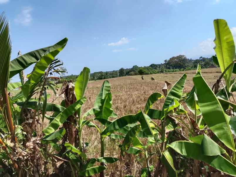 dijual tanah kelating tabanan bali