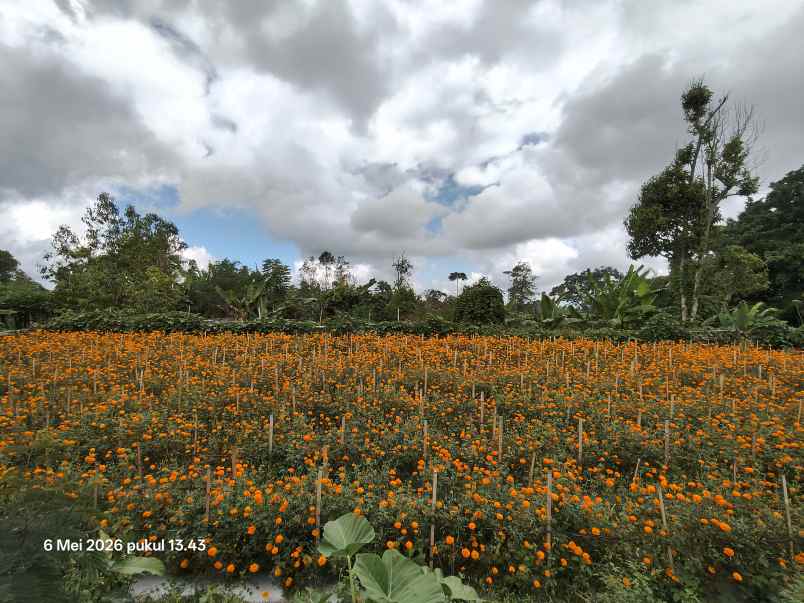 dijual tanah kintamani bangli bali