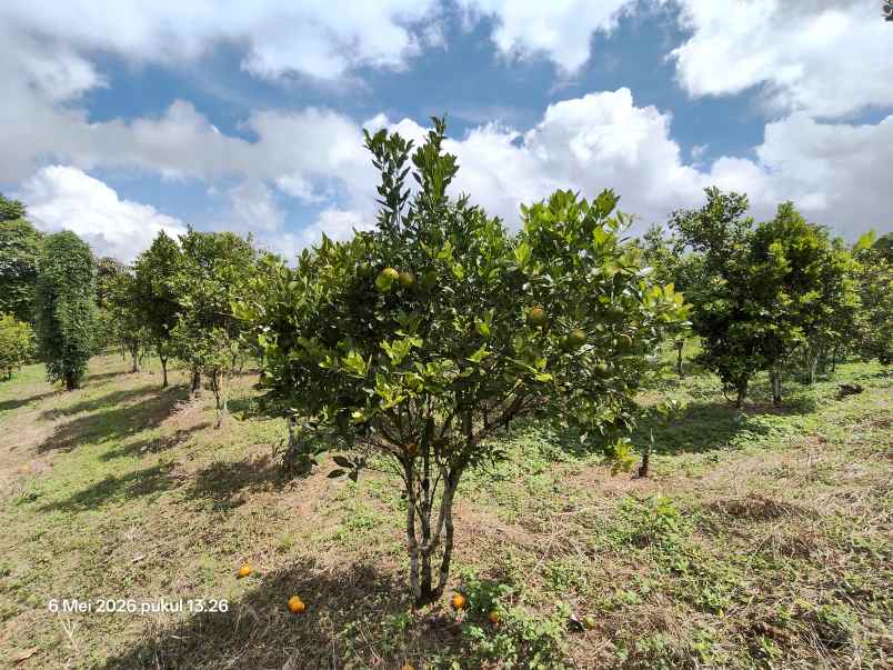 dijual tanah kintamani bangli bali