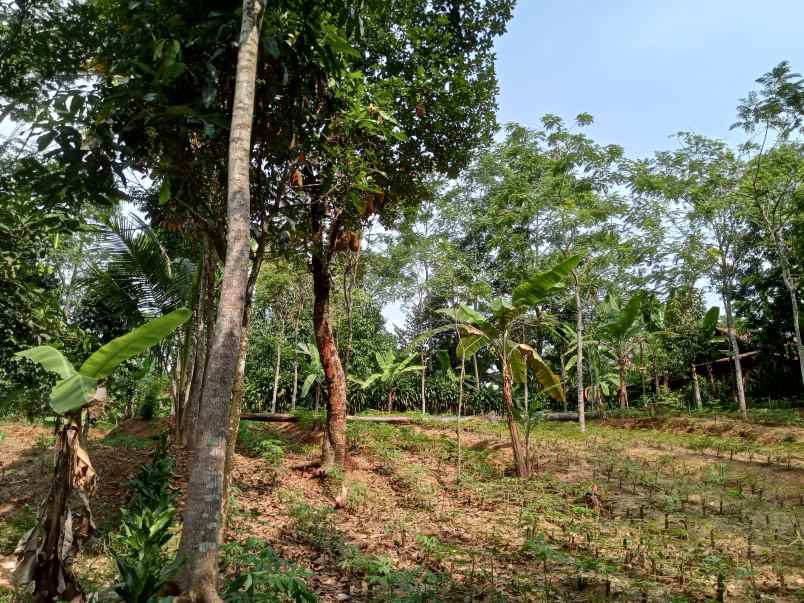 dijual tanah murah jonggol