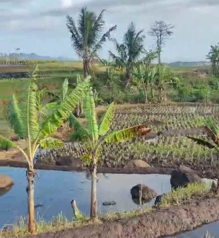 dijual tanah rando bawa kec mandirancan