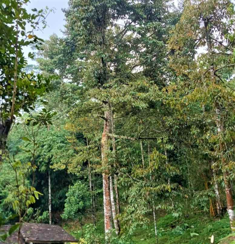 jual tanah kebun durian 1200m karangpandan karanganyar