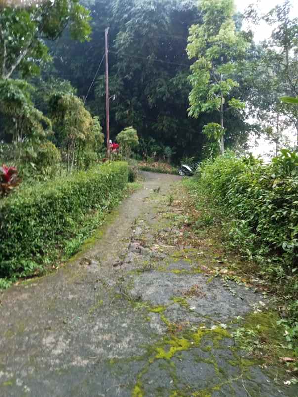 jual tanah kebun durian 1200m karangpandan karanganyar