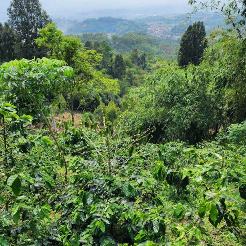 jual tanah murah di ciwidey