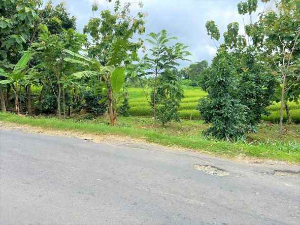 kebun alpukat 80 juta tepi jl raya kerjo karanganyar