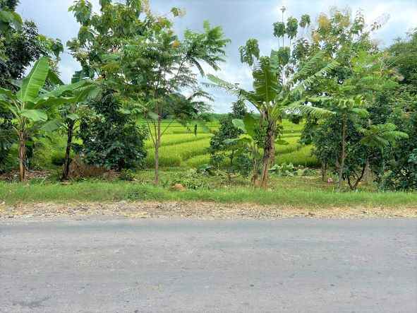 kebun alpukat 80 juta tepi jl raya kerjo karanganyar