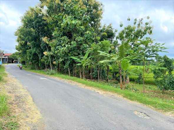 kebun alpukat 80 juta tepi jl raya kerjo karanganyar