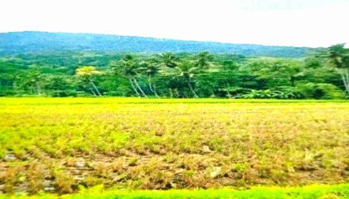 lahan 30ha untuk makam disemarang jateng 500rb m2